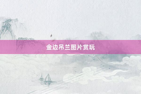 金边吊兰图片赏玩